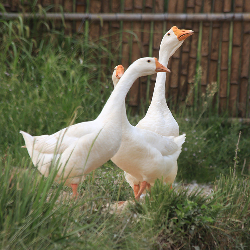 农家散养新鲜大鹅鹅肉大白白鹅活体体现杀非鹅肉