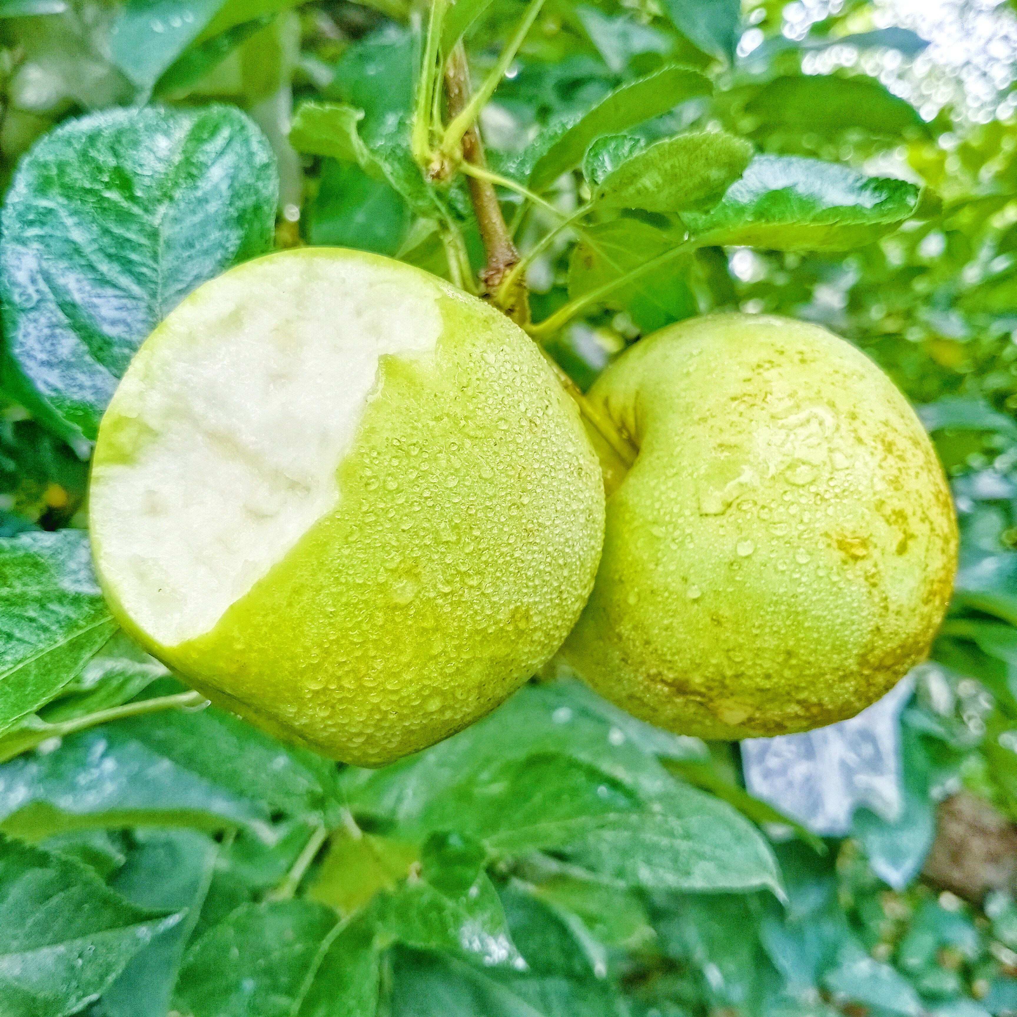 青苹果新鲜金帅孕妇水果酸甜脆爽带箱10斤整箱当季采摘果园包邮-mc