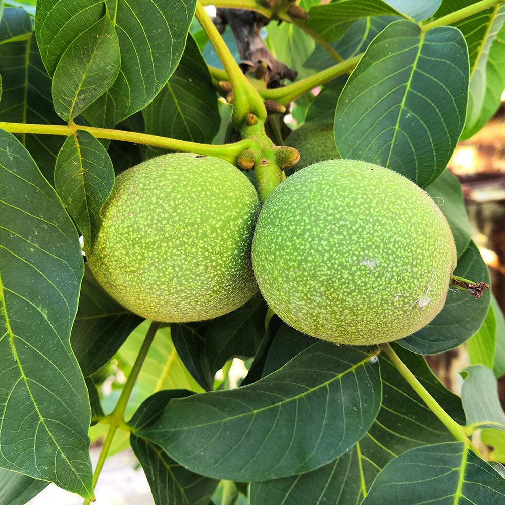 核桃新鲜现货青皮10斤云南薄皮水果纸皮新货纸皮