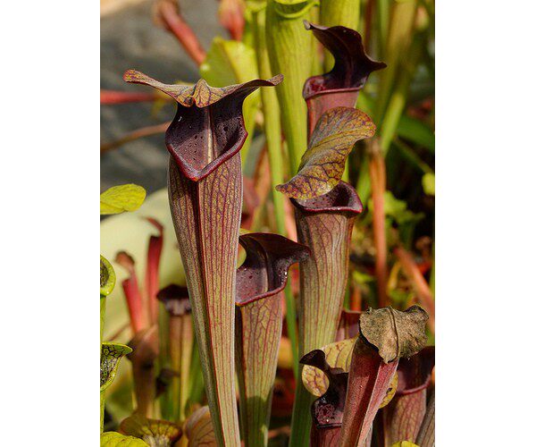 食虫植物-黑管翼状瓶子草【特价小苗 包邮】 - 默默的食虫植物