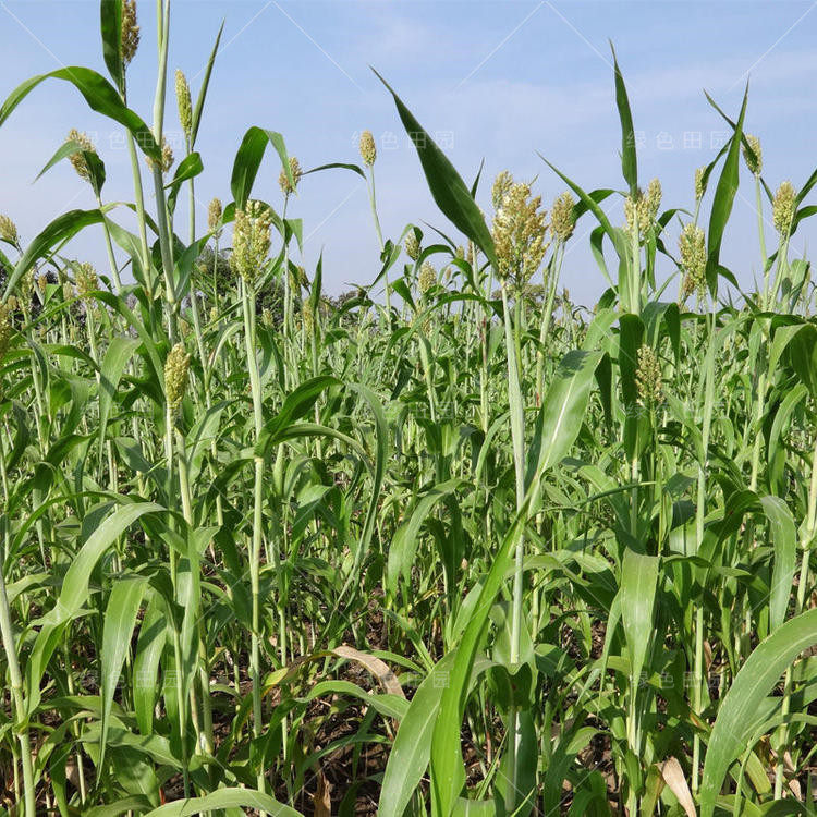 绿色甘蔗种籽甜杆高粱子高糖汁多北方水果春秋夏季四季种植农家孑