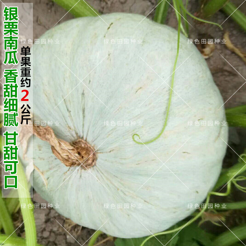 小贝贝南瓜种子高产日本进口大绿贝贝板栗蔬菜家庭园艺种子