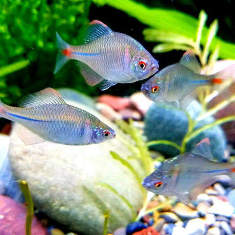 小鱼活冷水观赏鱼鳑鲏鱼缸清道夫清洁鱼除藻草金鱼锦鲤菜板鱼小型-mc