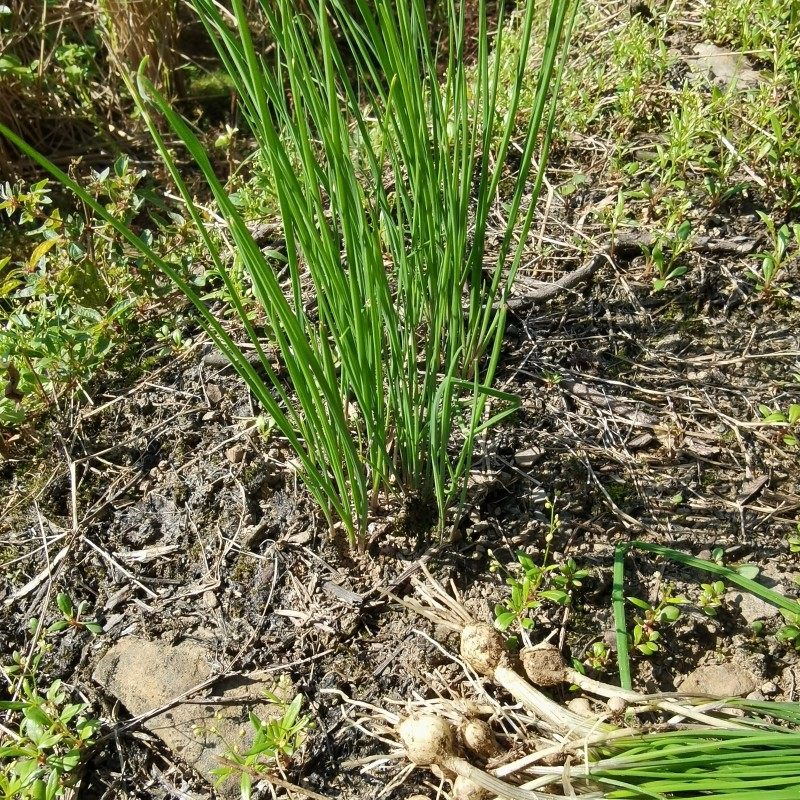 野菜葱特品包农产品农产食用小葱香葱蒜野小野葱类