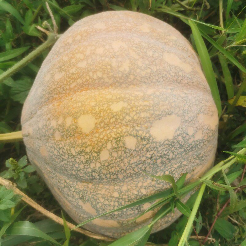 磨盘南瓜老品种黄皮南瓜雕刻老南瓜粉糯甜重庆自种低热量圆南瓜