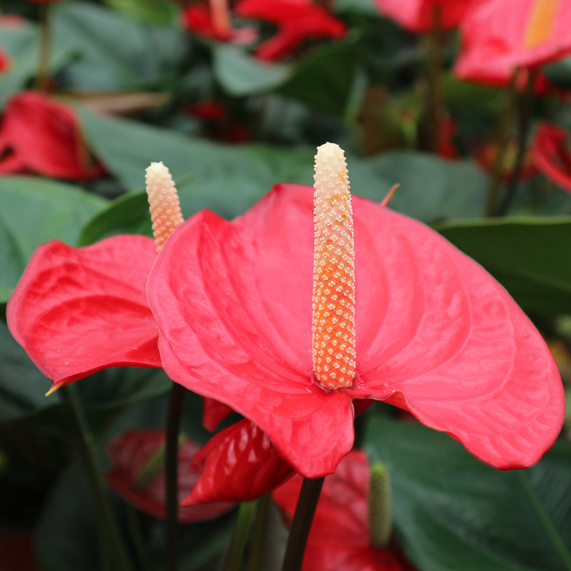 盆栽花卉进口粉掌joli室内红掌植物创意桌面园时令草本花卉