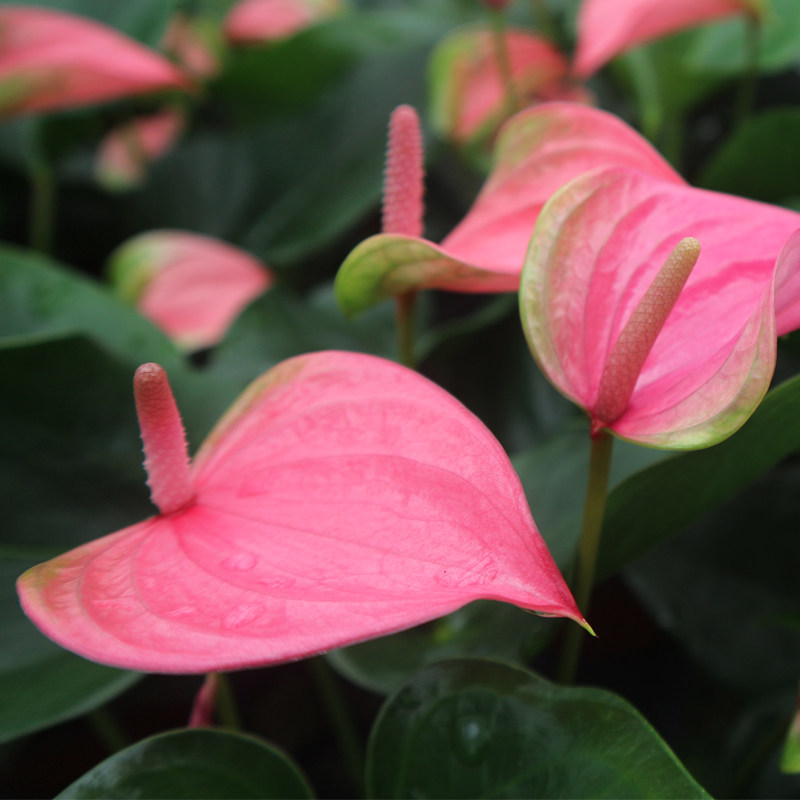 植物进口粉掌红掌粉冠冠军盆栽室内卧室窗台时令草本花卉