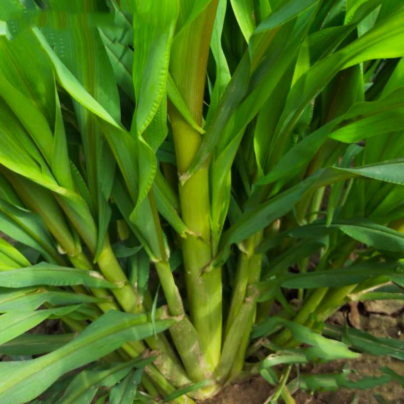 高丹草种籽苏丹草草草籽杂交四季高产喂猪牛羊家庭园艺种子