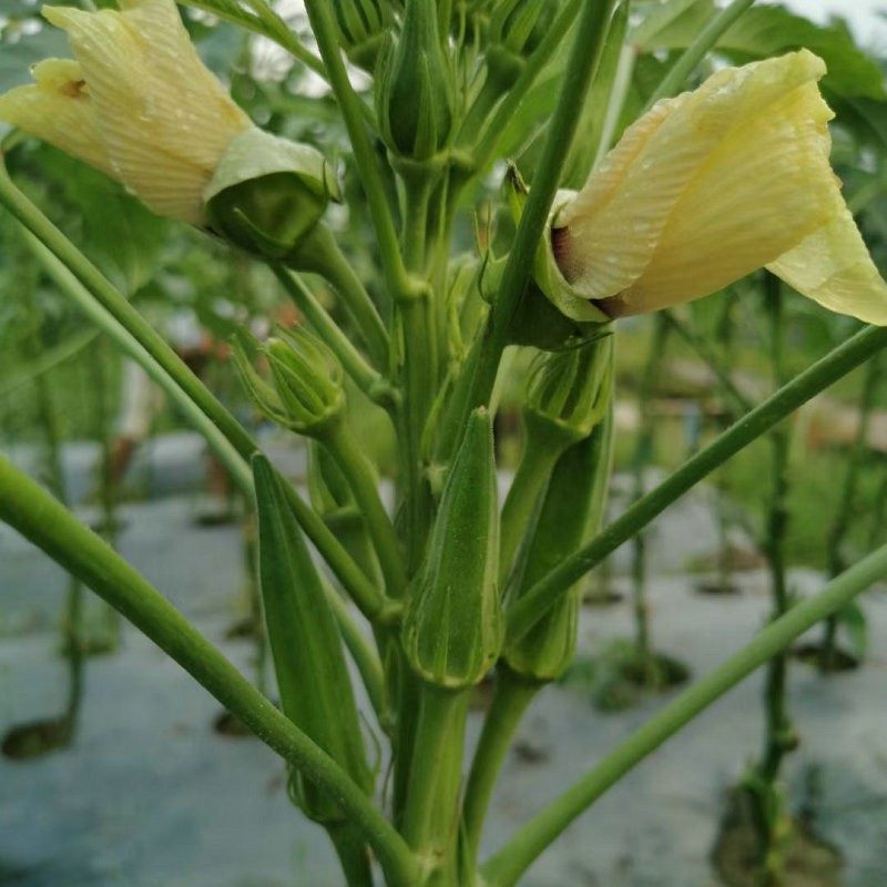 黄秋葵种子苗秧四季水果菜苗北方带土春夏季秧苗南方孑种籽苗子