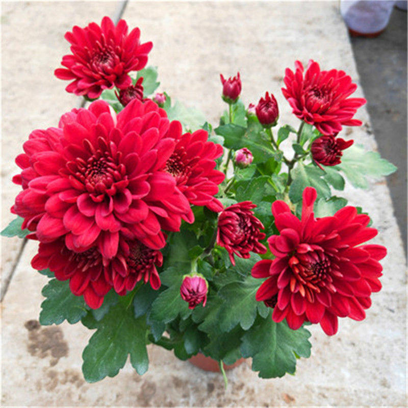 重瓣荷兰菊带花苞菊花花苗盆栽室内阳台庭院时令草本花卉