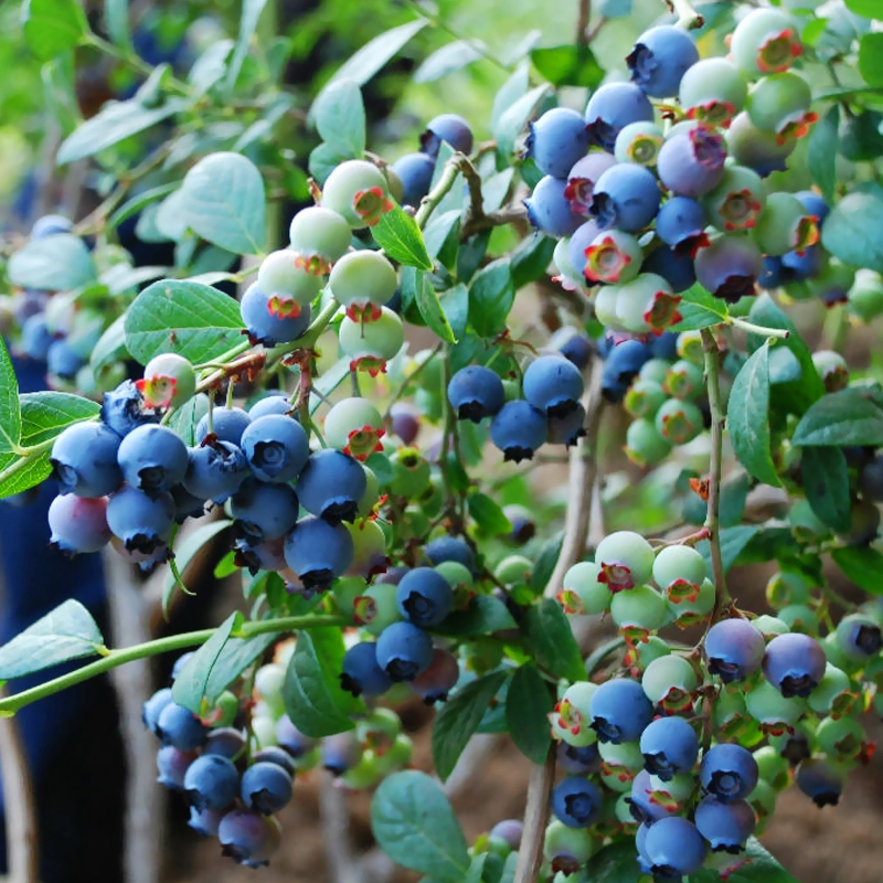 蓝莓特大果果树果果结果当年蓝梅兔眼种植南方果树