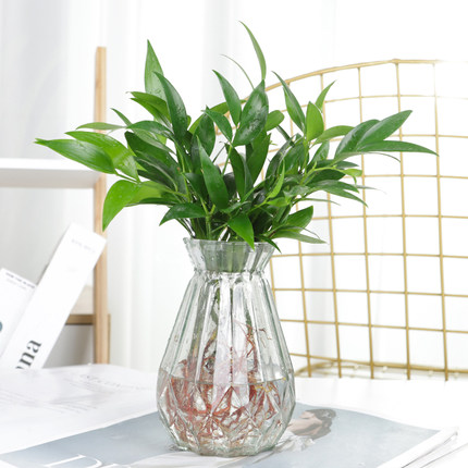 带根驱蚊竹富贵竹水培易活室内竹柏