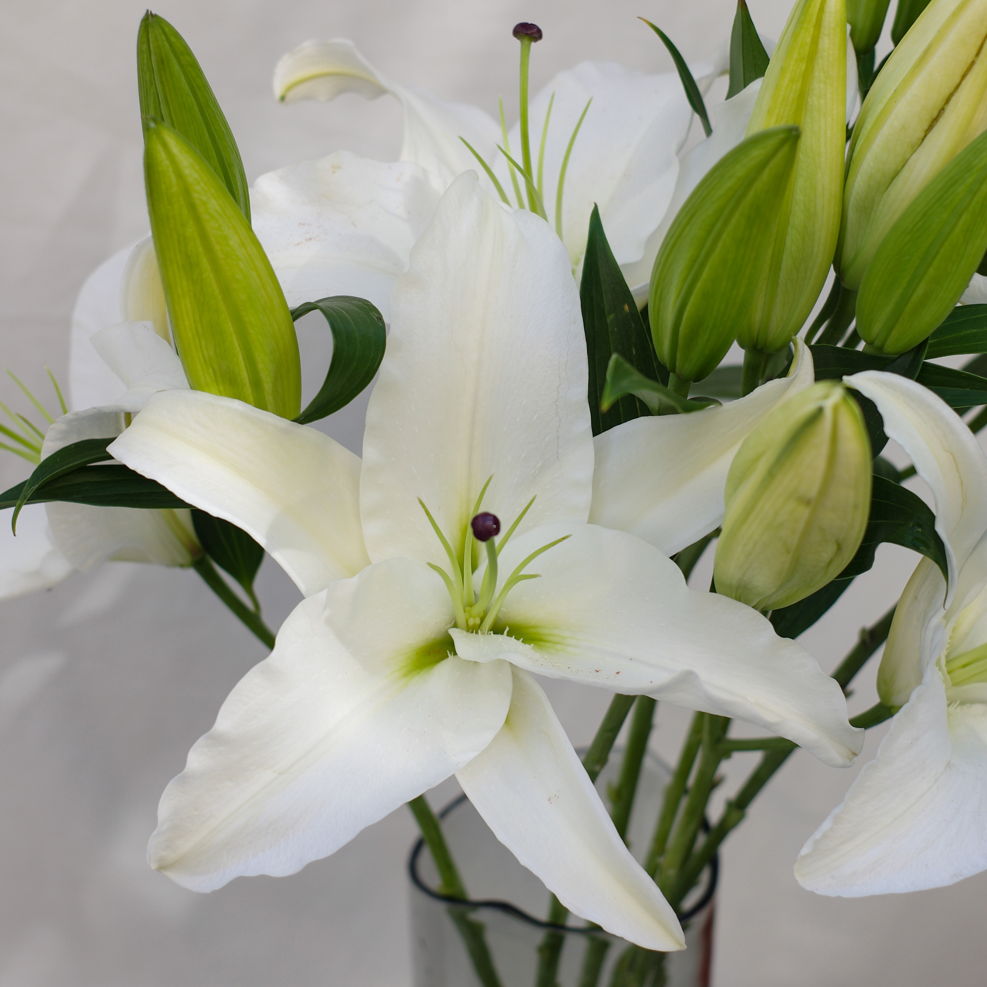 重瓣百合鲜花冰美人蜜糖水晶伊莎贝拉红双喜赞美士小公主云南直发