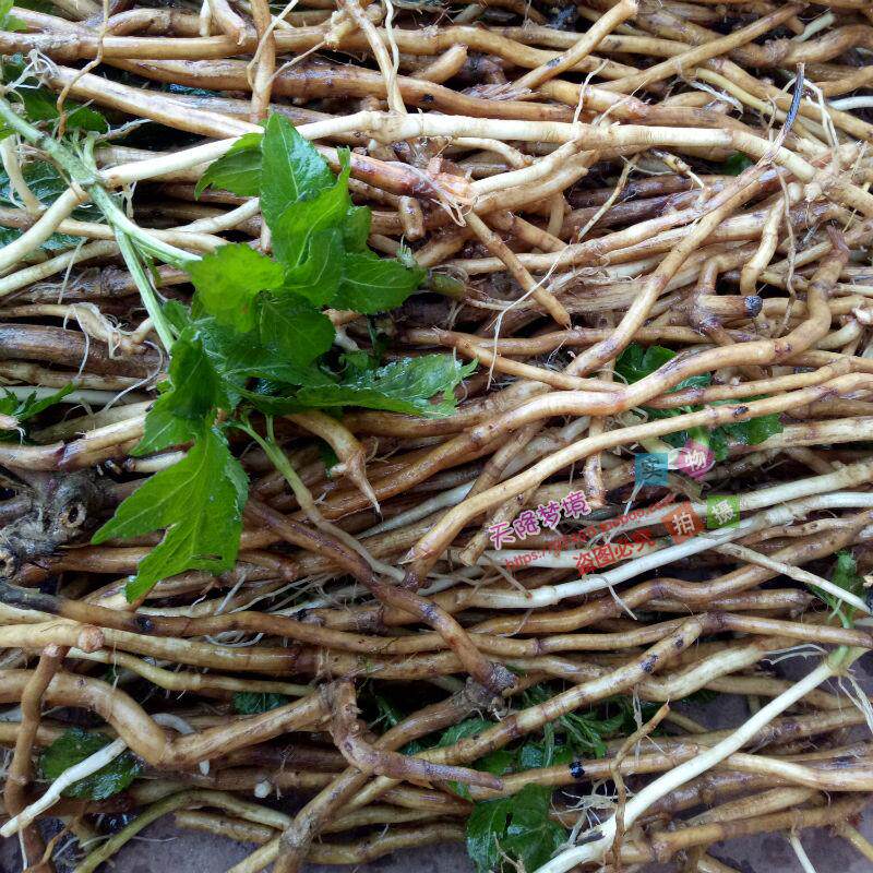 接骨草苗 蒴藋陆英苗 接骨草根 走马风 接骨草苗盆栽野生新鲜药材