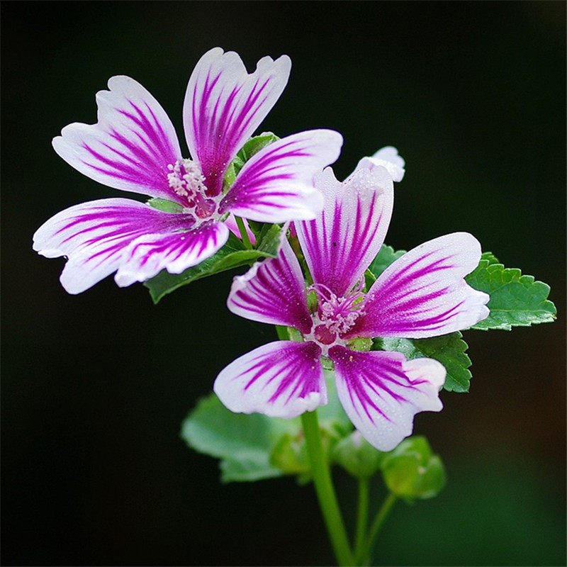 种子香草马落葵马络葵盆栽花卉锦葵庭院家庭园艺种子