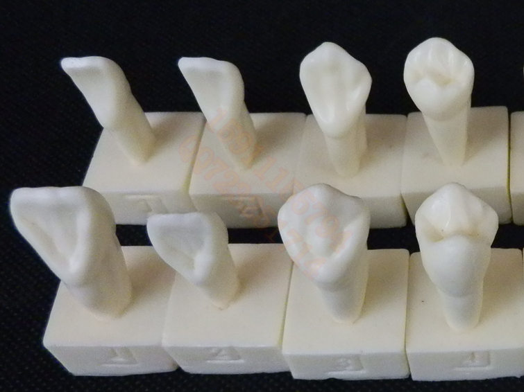 16颗2倍雕牙程序模型2倍牙齿带底座模型二倍雕刻牙指导模型