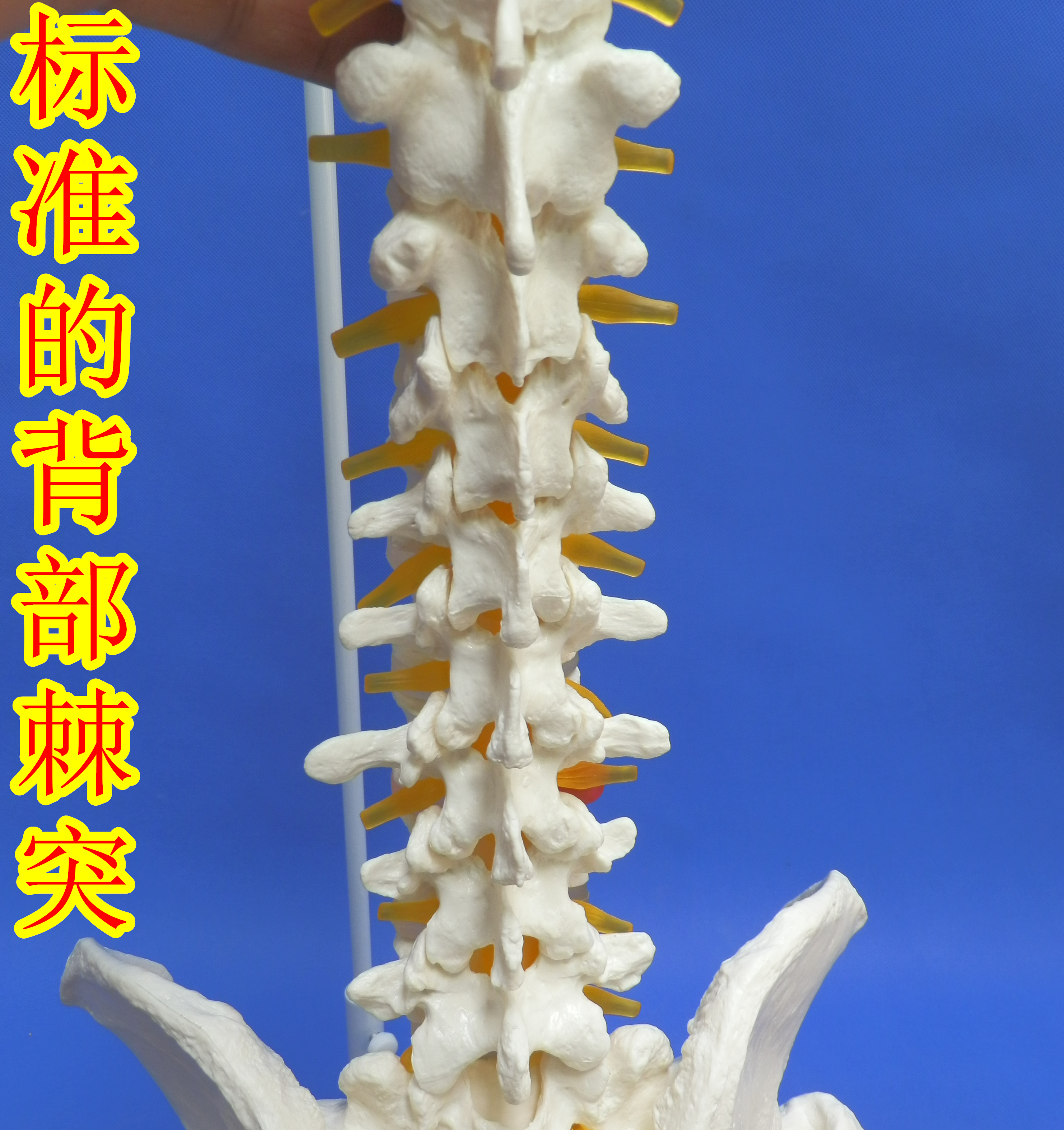 人体脊柱模型正骨脊椎模型颈椎腰椎人体骨骼模型彩色脊椎模型