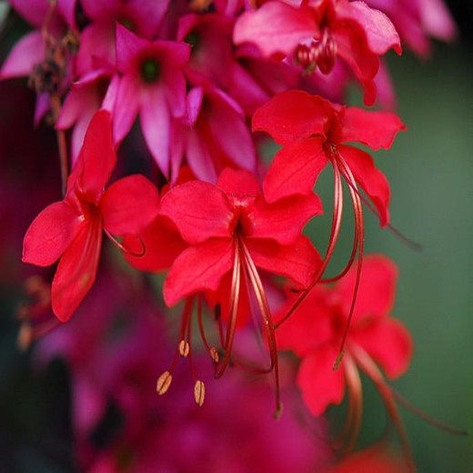 红花龙吐珠花苗麒麟吐珠花卉当年开花阳台植物时令草本花卉