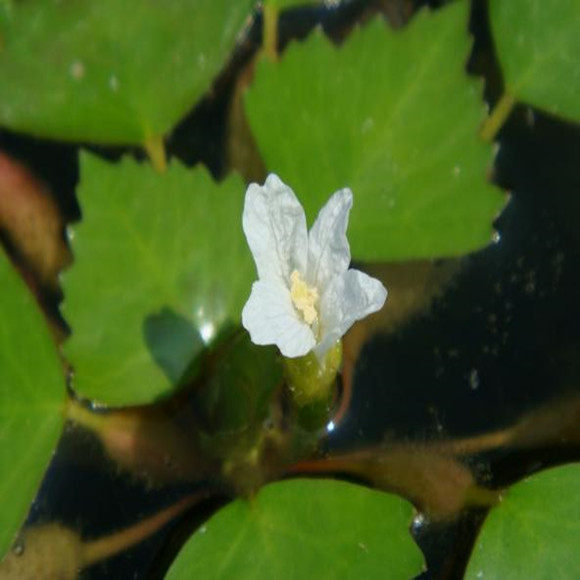 菱角植物高产野生种子非苗浮水水生池塘水池时令草本花卉