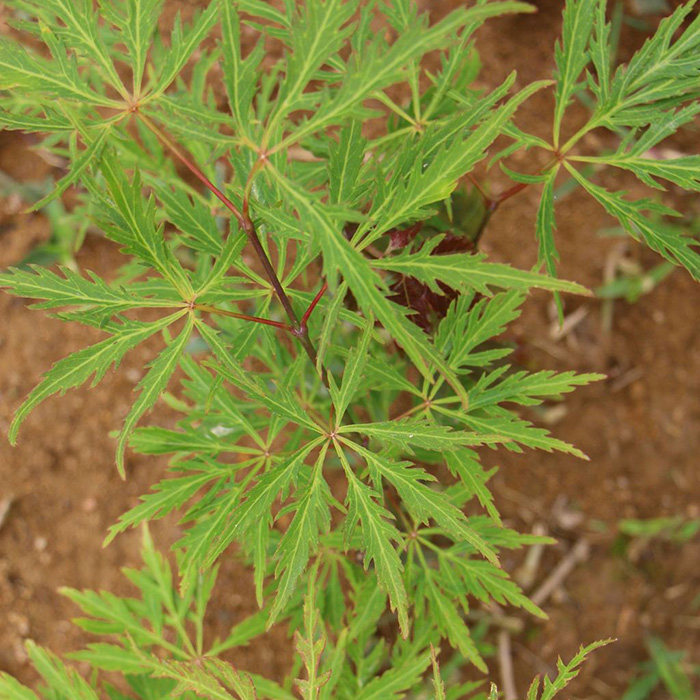 羽毛庭院珍惜植物花卉日本红枫枫树树苗青龙行道树
