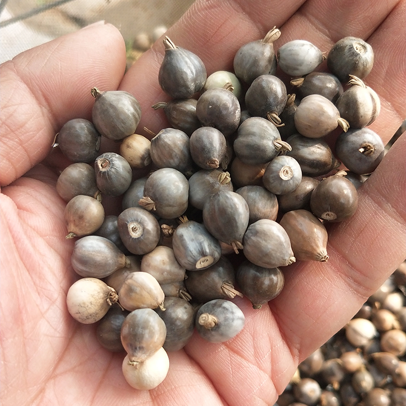 珠子种子佛珠手串链草菩提散装门帘吊坠串门佛珠