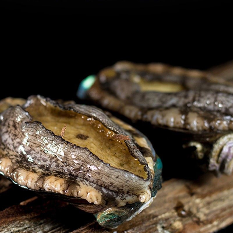 海鲜鲍鱼特大8头贝类水产活体野生新海鲜即食鲍鱼