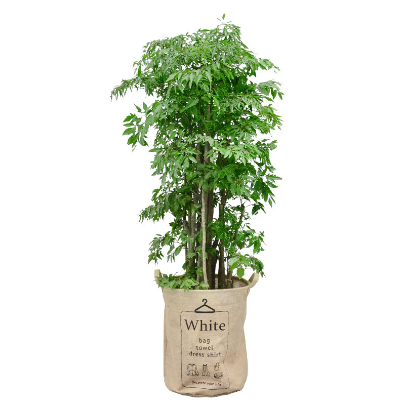 福禄寿羽叶福禄绿植盆栽办公办公室室内大型植物大型绿植