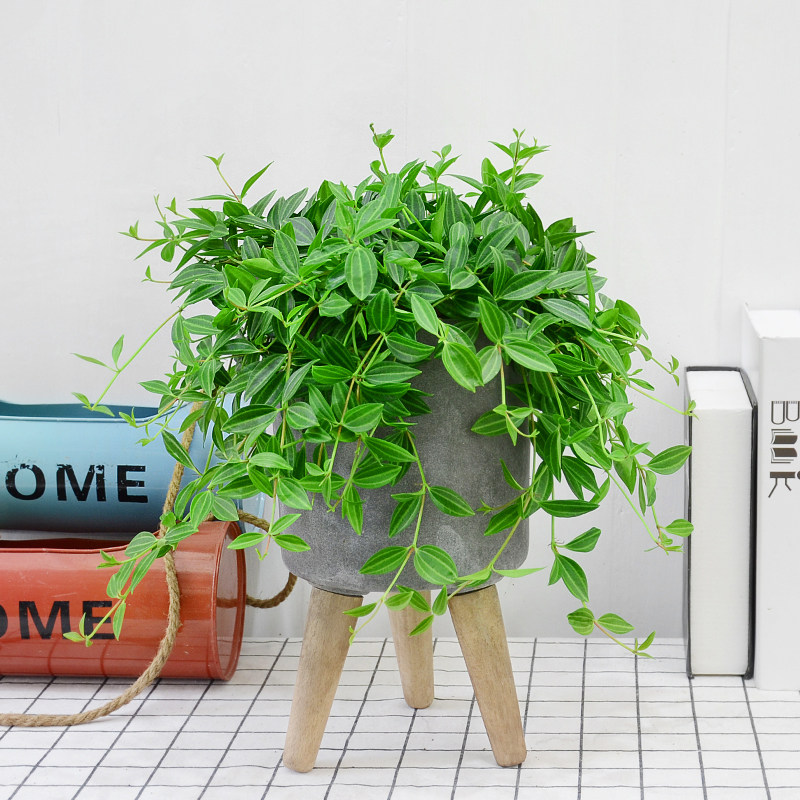 钻石甲醛观花卉植物叶植物翡翠净化空气室内办公室办公绿植