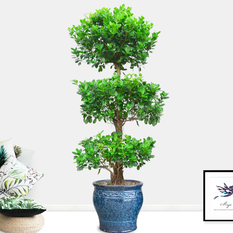 榕树三层绿植盆栽阳台庭院净化空气甲醛大型植物造型盆景