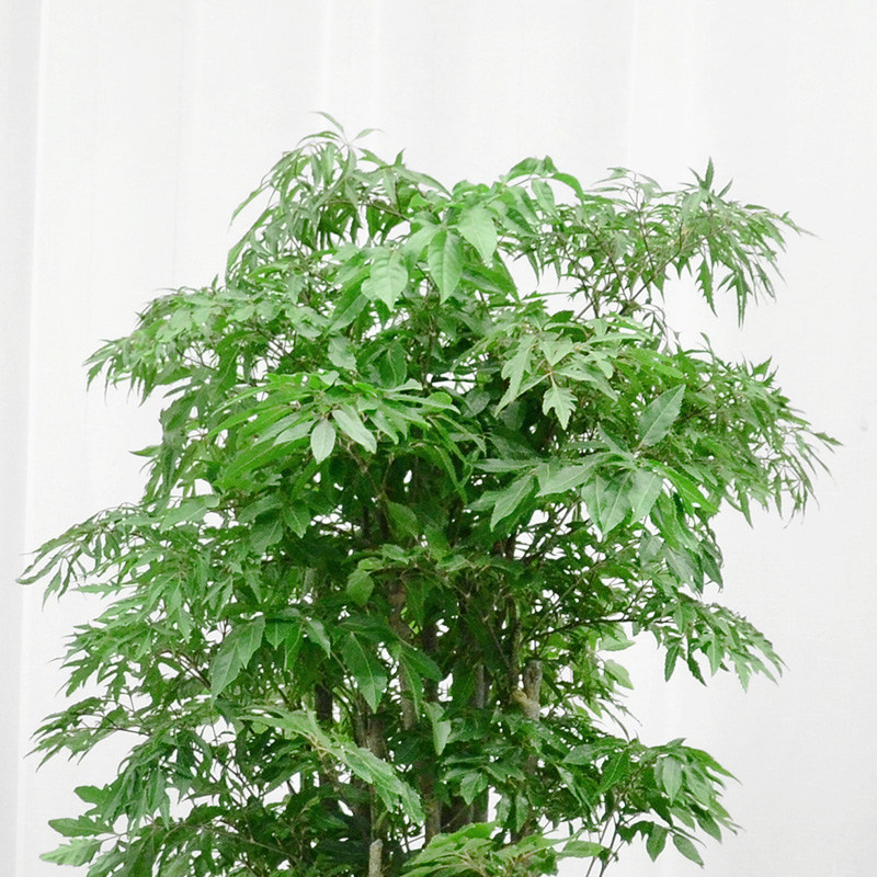 福禄寿羽叶福禄绿植盆栽办公办公室室内大型植物大型绿植