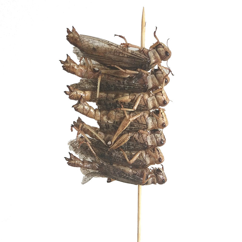 冬娜油炸蚂蚱烧烤食材昆虫蚱蜢小串新鲜冷冻其它生肉制品