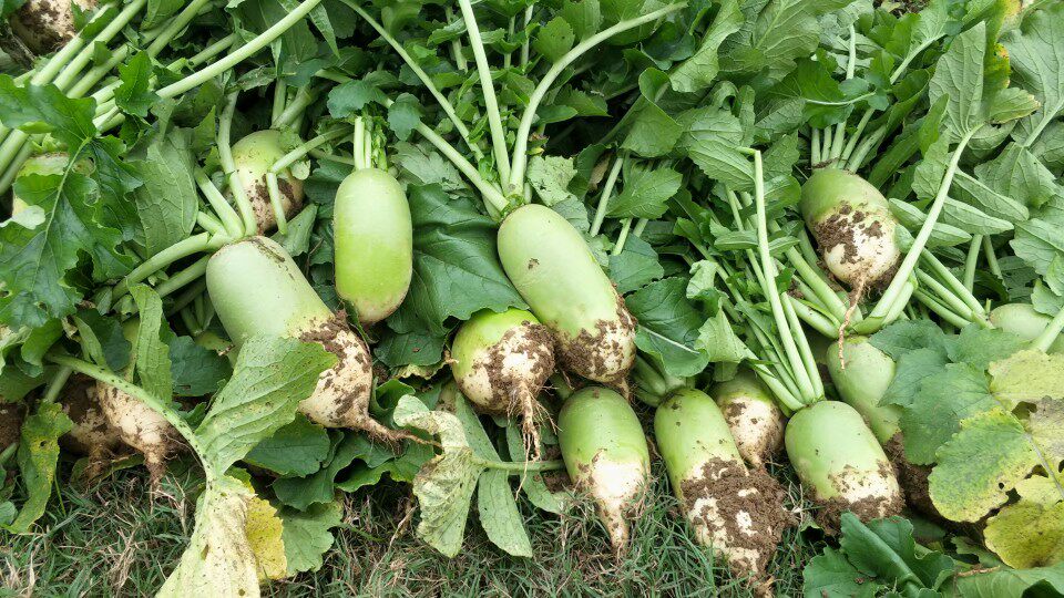 萝卜信阳地区农家农家菜菜园新鲜蔬菜罗山李湾沙萝卜