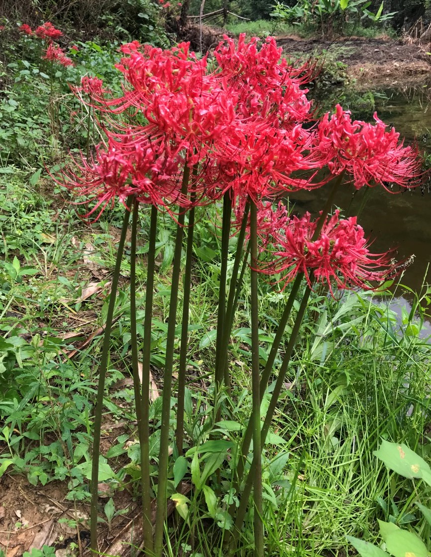 彼岸花 野生曼珠沙华 忽地笑种球稀有石蒜 室内花卉