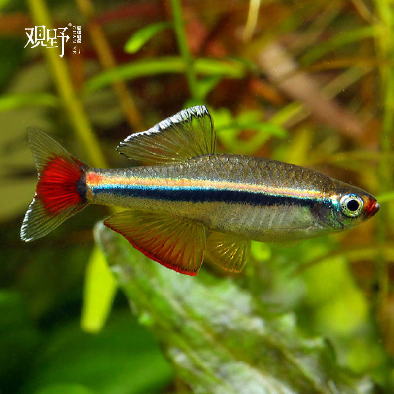 [观野]白云金丝 冷水鱼灯科鱼观赏鱼原生鱼喜群游新手懒人唐鱼
