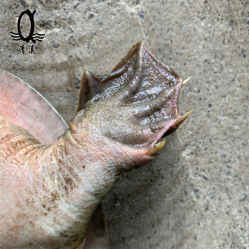 清溪花鳖金色稻田放养有机甲鱼王八水鱼团鲜活甲鱼