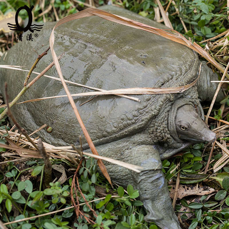 清溪花鳖金色稻田放养有机甲鱼王八水鱼团鲜活甲鱼