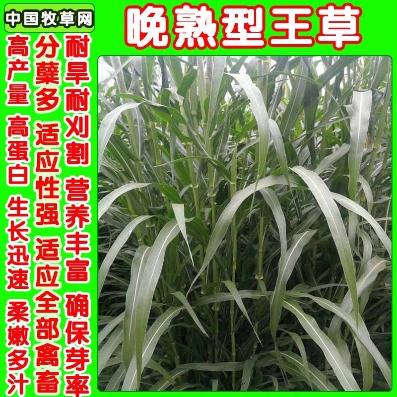 杂交王草高产种籽牧草种子养殖畜牧猪牛羊鱼兔多年生大叶晚熟四季-mc