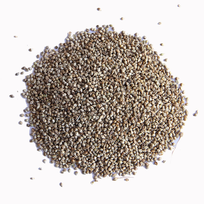 小米湖南牧草鱼虾养殖鱼养殖草种雀叶耐旱水淹家庭园艺种子