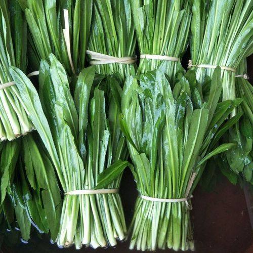 无根傣族种子新鲜野菜缅甸味老芫荽刺芹菜叶其它