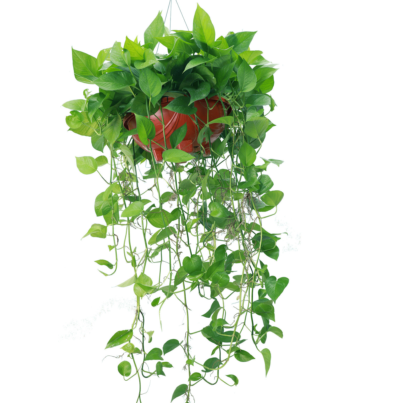 绿萝长藤款盆栽室内甲醛垂吊植物水培吊兰爬藤绿植