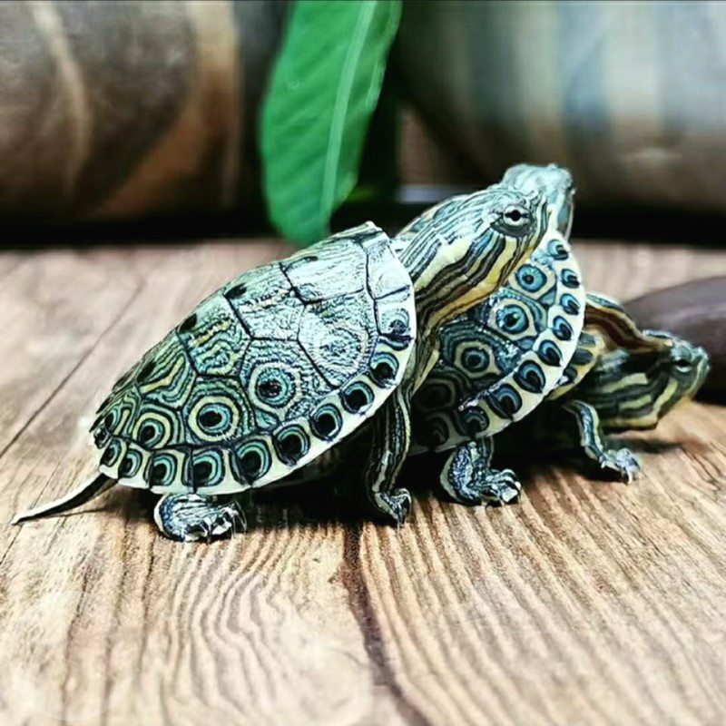 大河甜甜圈龟苗乌龟活体火焰东西东西南南锦宠物龟