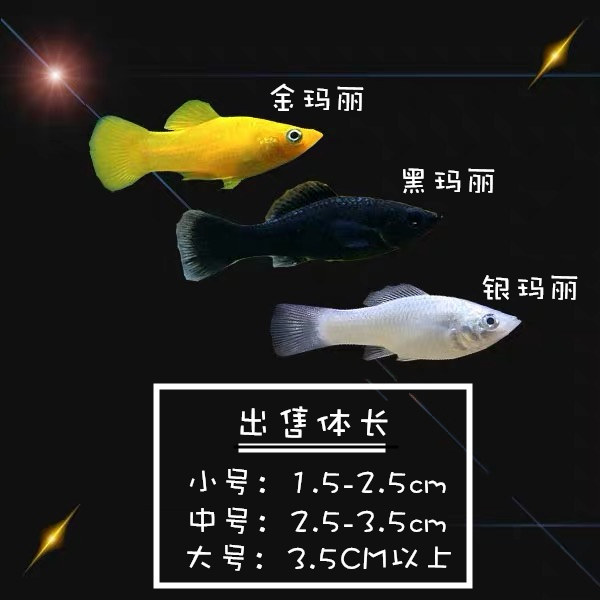 黑玛丽鱼孕母临产一对包邮怀孕鱼球懒人养鱼好养的鱼观赏鱼免打氧