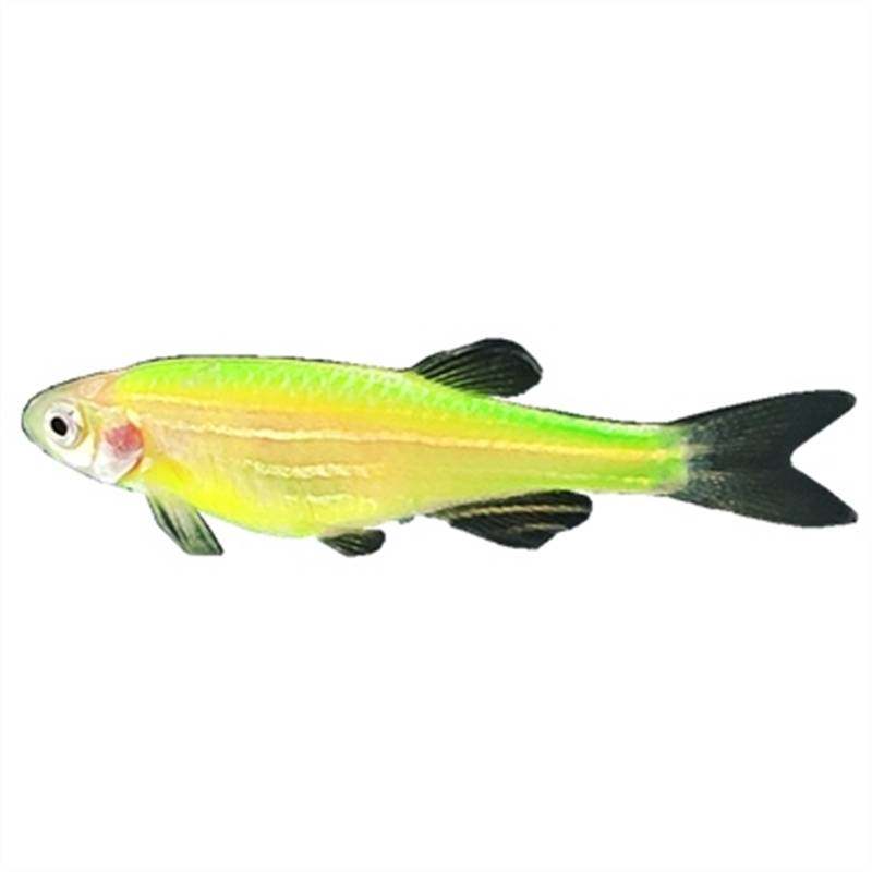 荧光斑马热带观赏小型淡水发光活体公主灯鱼鱼