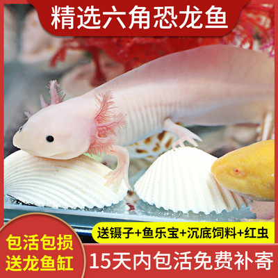 六角恐龙龙鱼淡水鱼宠物蝾螈活物活体鱼类冷水包裹袋