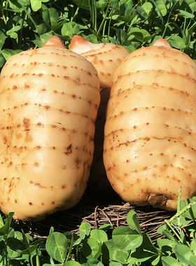 现挖新鲜天麻野生特级正品干货天麻