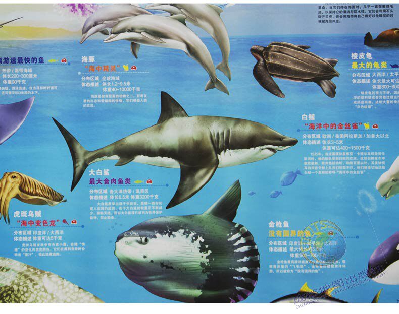 儿童世界海洋海沟认知08米介绍动物世界鲸鱼动物启蒙认知书