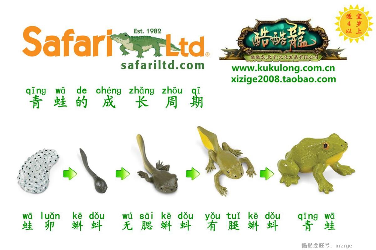 幼儿园玩具小蝌蚪找妈妈safari正品两栖类青蛙生长全国仿真
