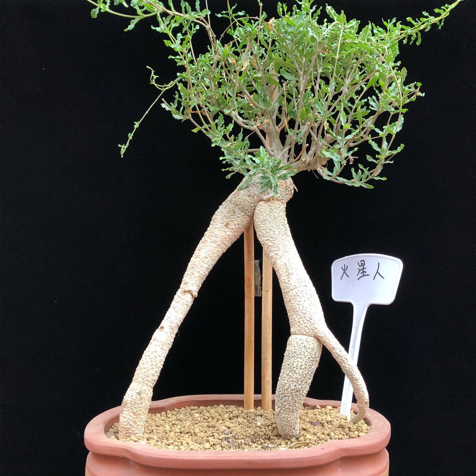 新奇趣肉肉火星人造型块根多肉植物办公室绿植盆栽一物一拍包邮