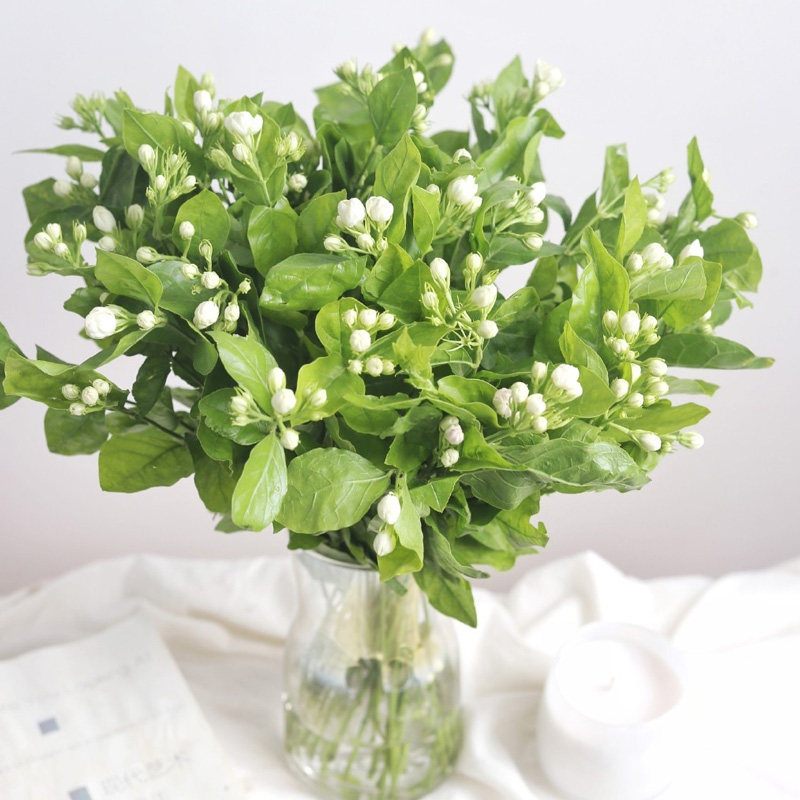 就好茉莉花鲜花云南发包邮基地直家用插花水养鲜花速递同城