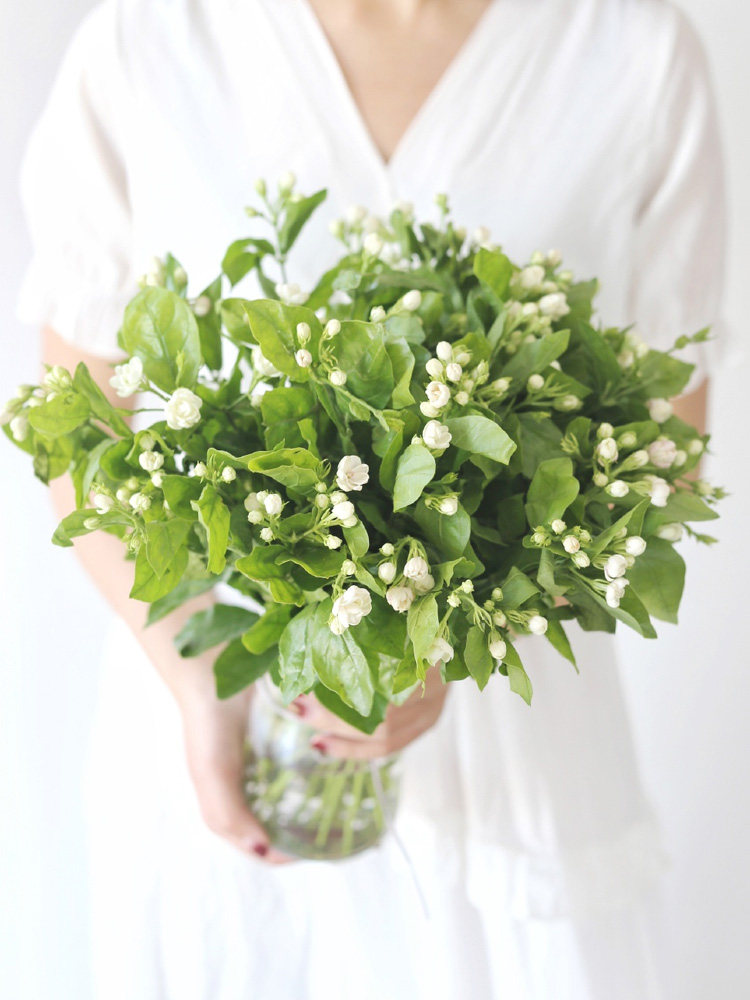 就好茉莉花鲜花云南发包邮基地直家用插花水养鲜花速递同城